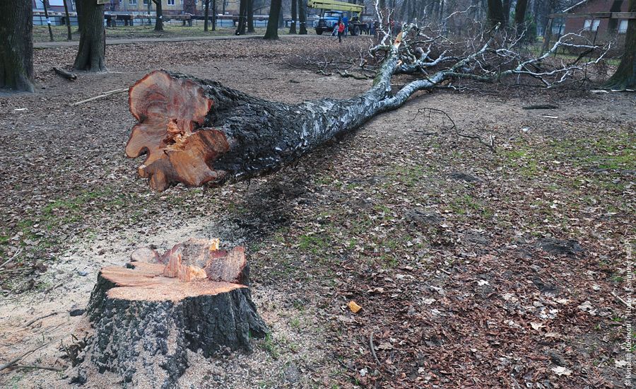 "Вырубка на Ялтинской": фоторепортаж "Нового Калининграда.Ru"