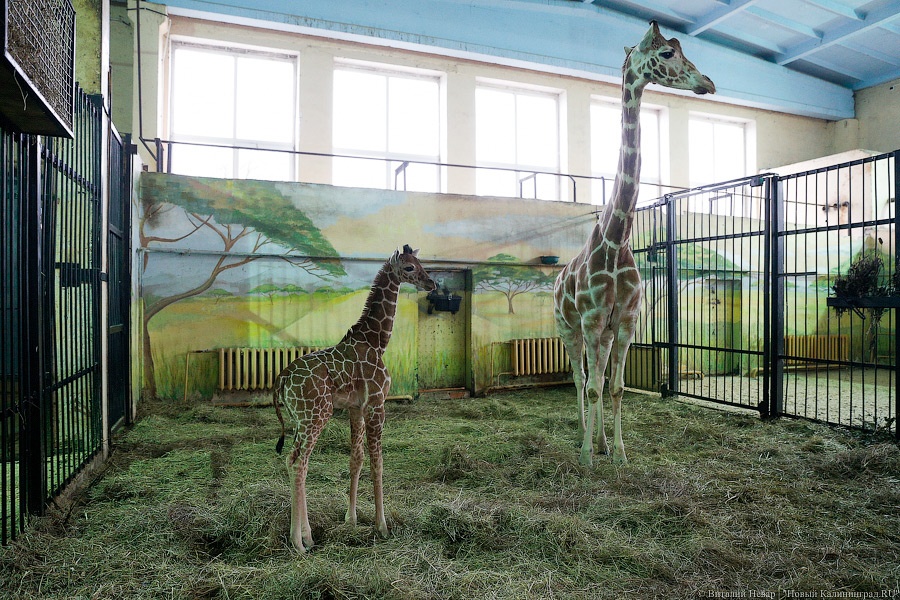 Образина милая: в Калининградском зоопарке родился жирафенок