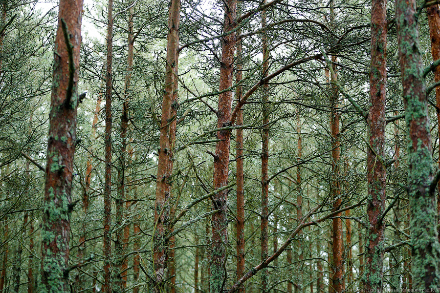 В Гвардейском районе неизвестные выкопали урну с прахом и похитили ее (фото)