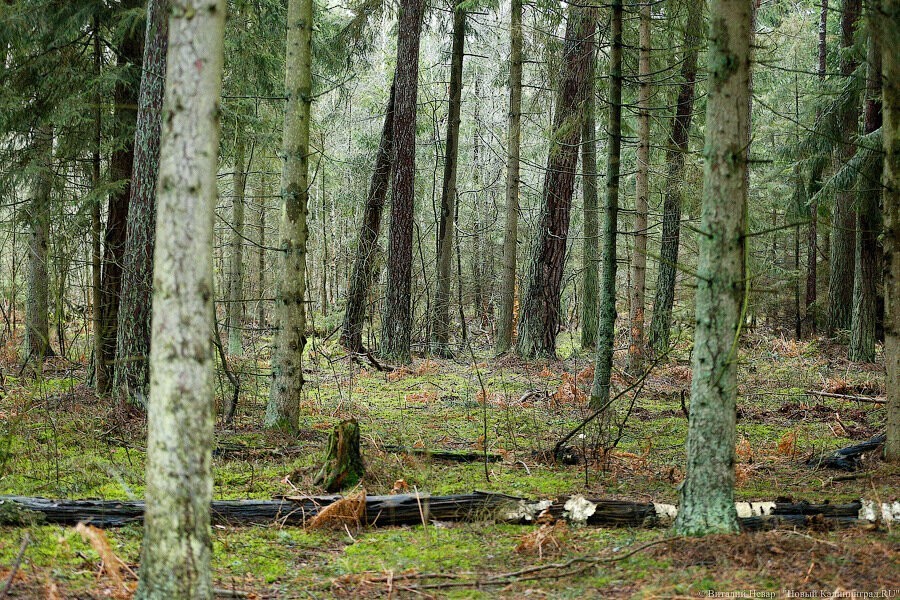 В литовском лесу потеряли разведчиков НАТО 
