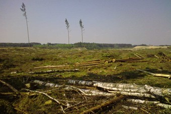 Агентство по охране лесов: то, что называли "варварской вырубкой", ведется законно