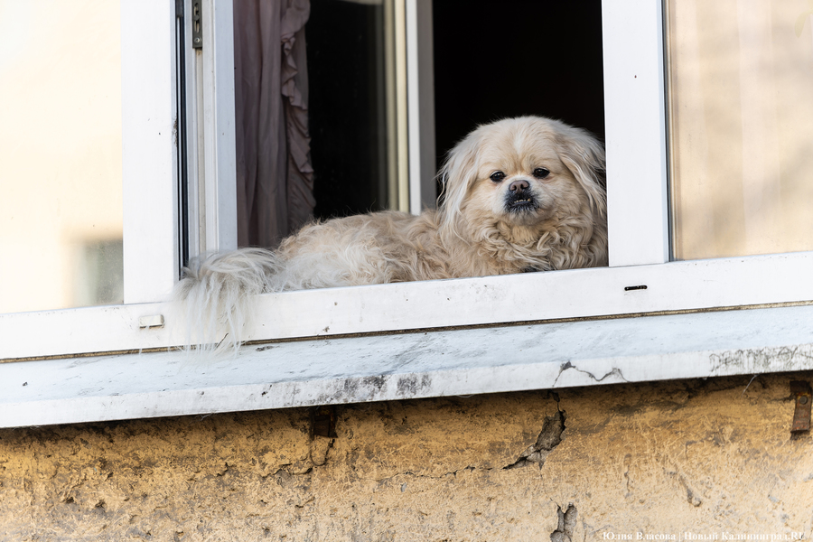 Погода в Калининградской области 25 апреля 
