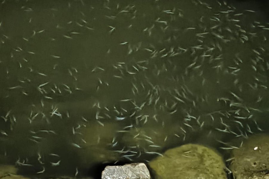 В Куршский залив выпустили 508 000 мальков сига