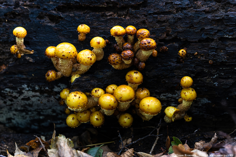 Они пошли: фоторепортаж с открытия «тихой охоты» в Калининградской области (фото)