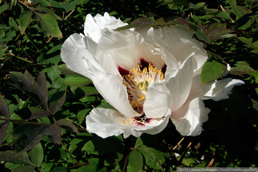 "Самая зеленая зона": фоторепортаж "Нового Калининграда.Ru"