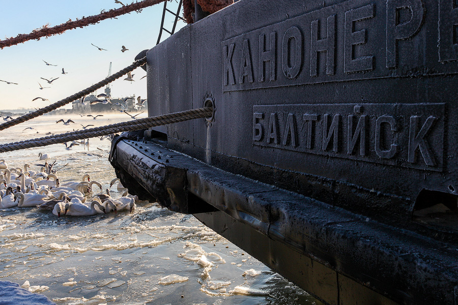 Сотня белых лебедей: как в Балтийске поддерживают замерзающих птиц