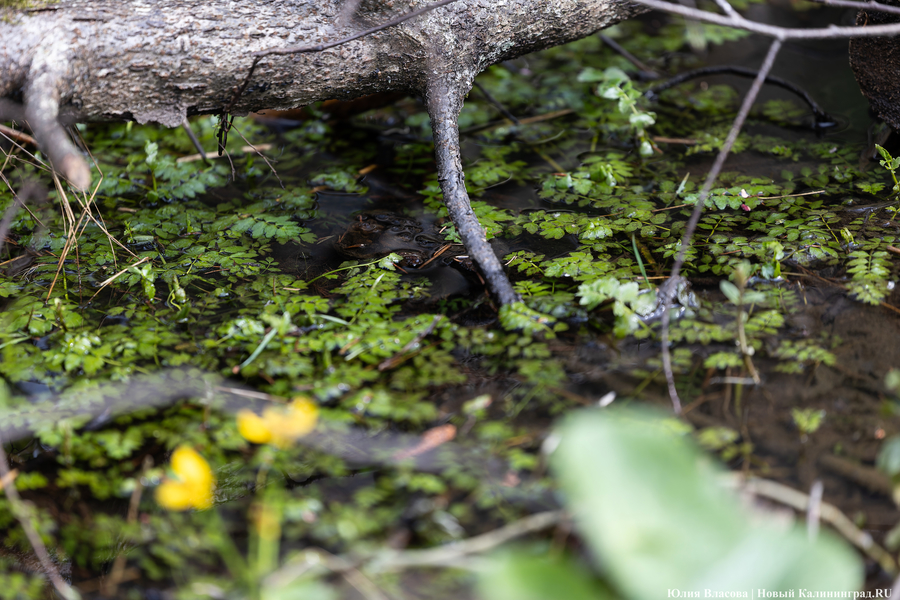 В Калининграде планируют создать «парк на болотных угодьях»