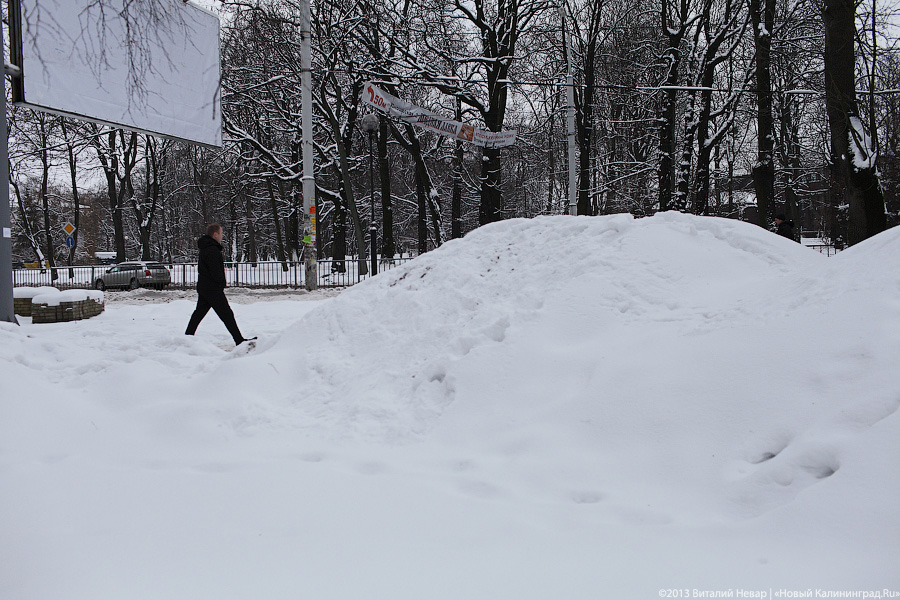 Из-за последнего снегопада в Калининграде рухнуло 23 дерева