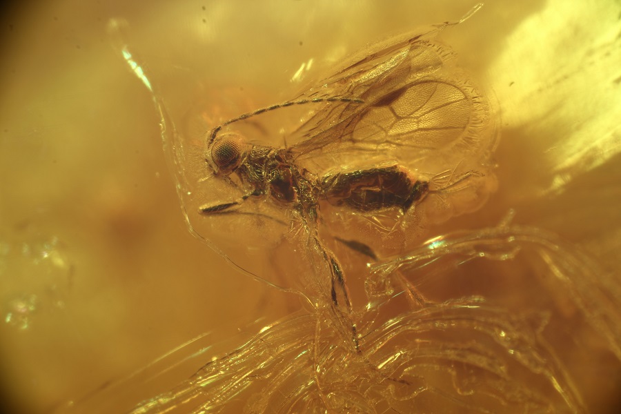 Фото пресс-службы Музея Мирового океана