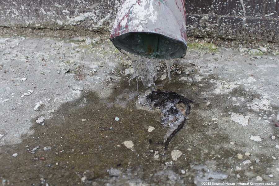 Фото — Виталий Невар, «Новый Калининград»