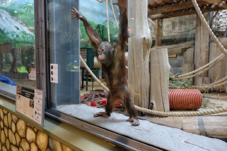 Орангутан Оле. Фото: Калининградский зоопарк