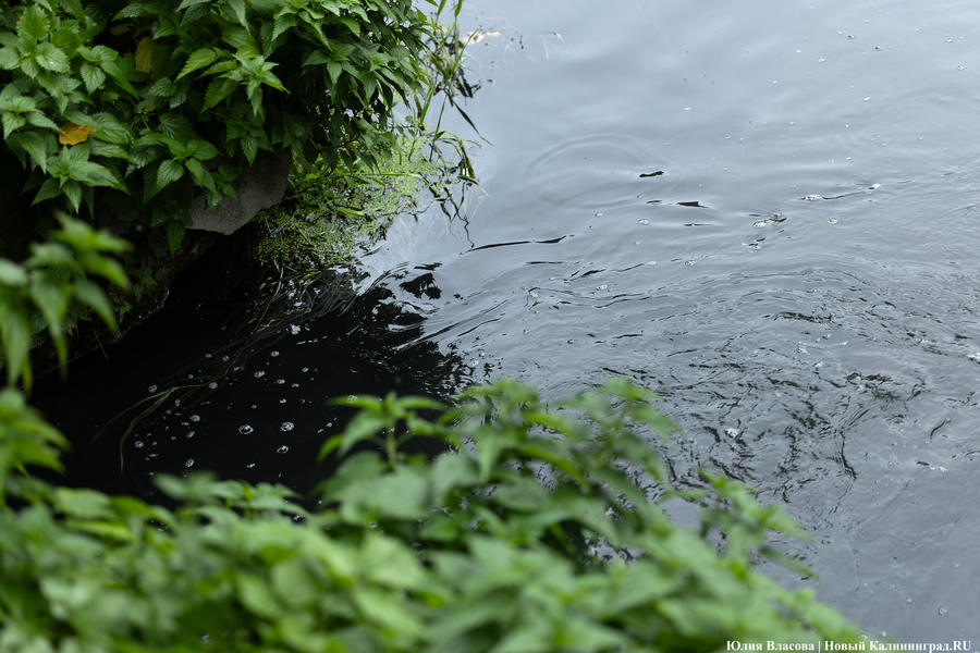 Эксперт «Водоканала»: специфический запах воды в Центральном районе не опасен