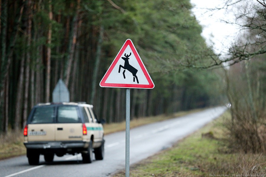 Нацпарк не знает, где взять 500 млн на велодорожку по Куршской косе 