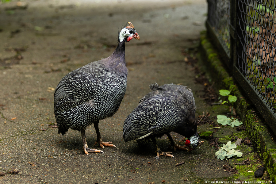 Вольные птицы: в зоопарке Калининграда пернатых выпустили в водоемы (фото)