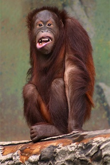 Новый обезьянник зоопарка проверит на прочность орангутан из Германии