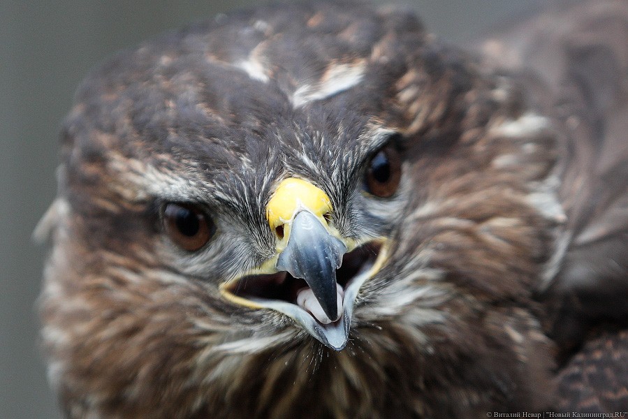 Пятеро местных и один залетный: на Куршской косе выпустили на волю канюков (фото)