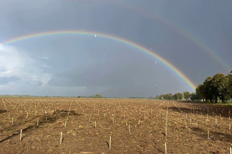 Под Зеленоградском высадили первую плантацию облепихи (фото)