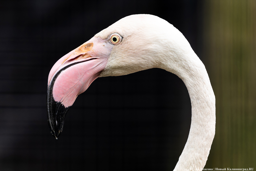 Вольные птицы: в зоопарке Калининграда пернатых выпустили в водоемы (фото)