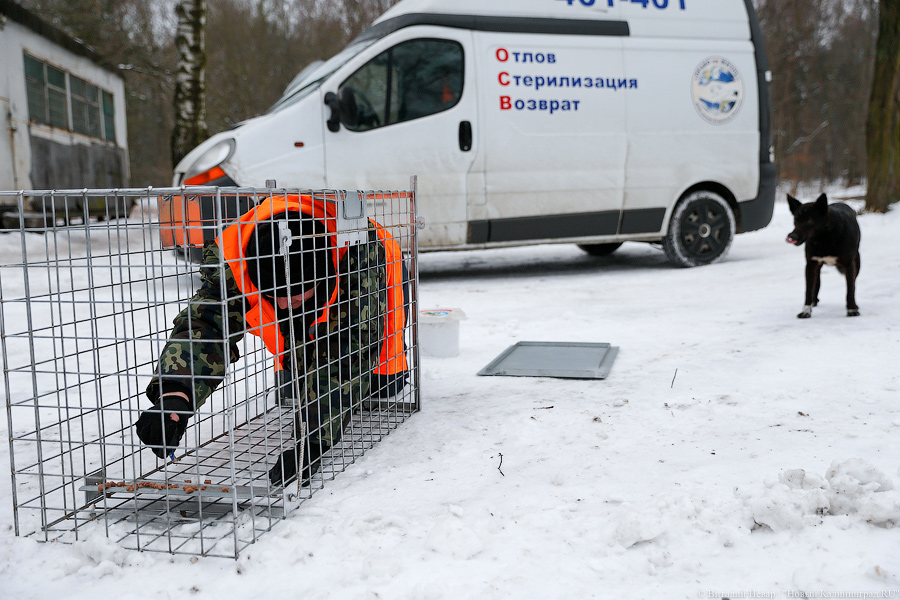 «Петля, намордник, ошейник»: как волонтеры бездомных собак отлавливают