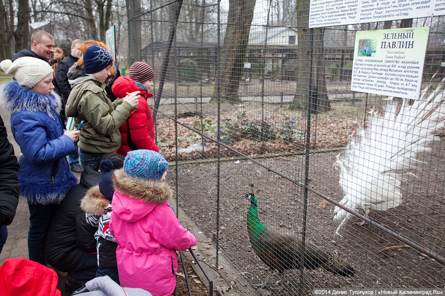 Ишь ты, Масленица!: как в зоопарке отмечали приход весны