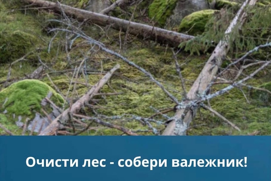 Калининградцев призывают собирать валежник