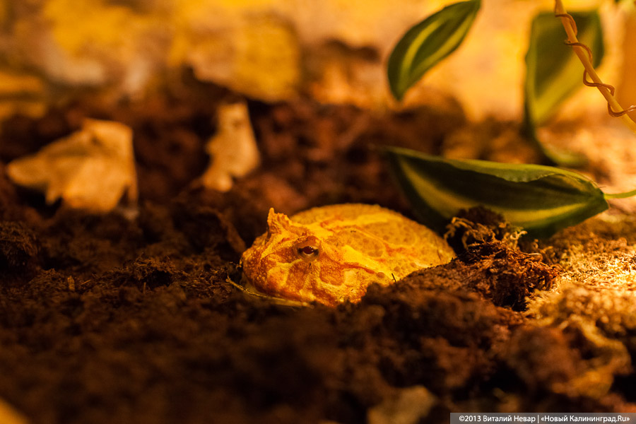 «Зов джунглей»: фоторепортаж с открытия первого калининградского экзотариума