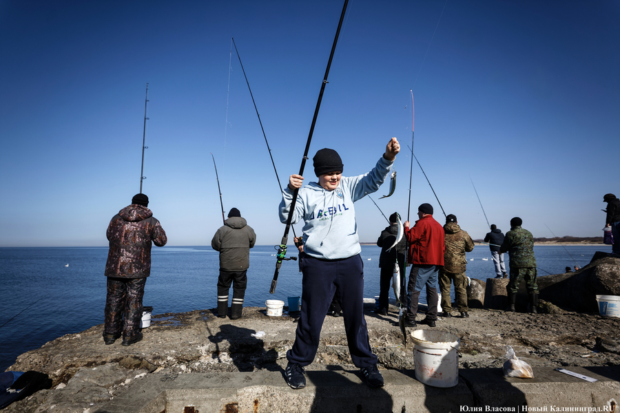 По несколько рыбин за раз: в Балтийске начался массовый лов салаки