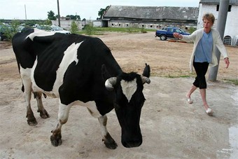 Калининградские коровы стали доиться на 15% лучше