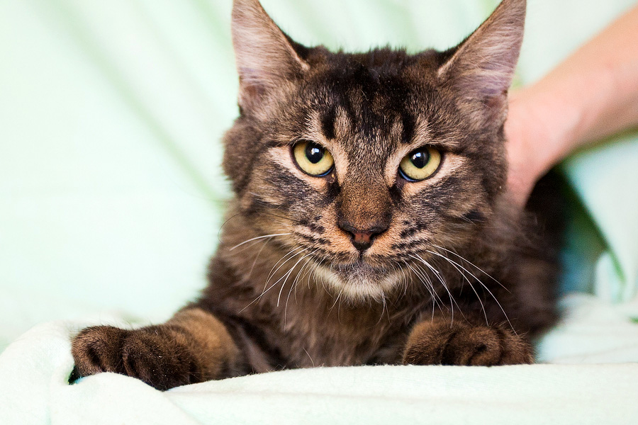 Хозяйка домашнего приюта в Светлогорске: «Мои животные не воют, не лают»