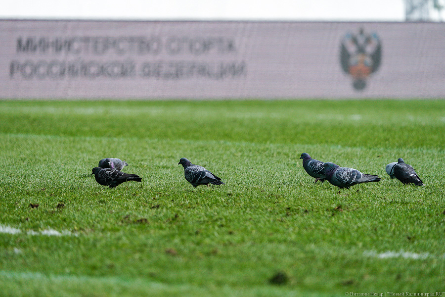 На стадионе «Калининград» снова сыграли в регби. Вот как Россия проиграла Грузии