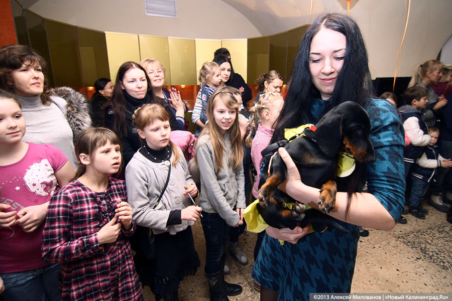 «Ой какая маленькая»: дефиле мини-собачек в музее янтаря