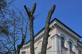 Мэрия: на Комсомольской незаконно обрезали несколько кленов