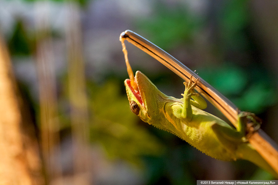 «Зов джунглей»: фоторепортаж с открытия первого калининградского экзотариума