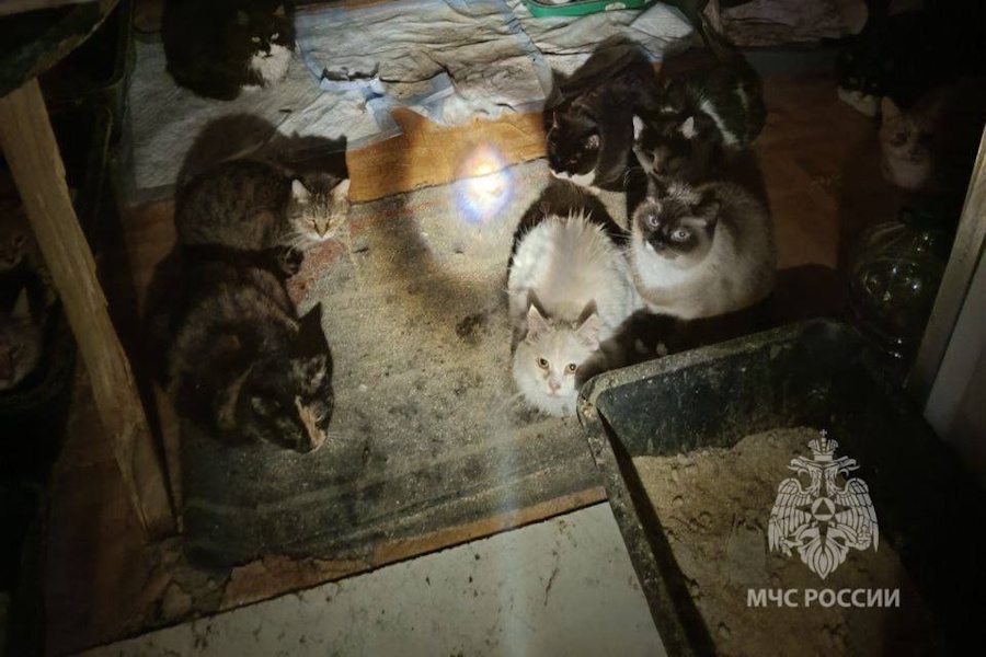 В Калининграде во время пожара спасли 50 котов и собаку (фото)