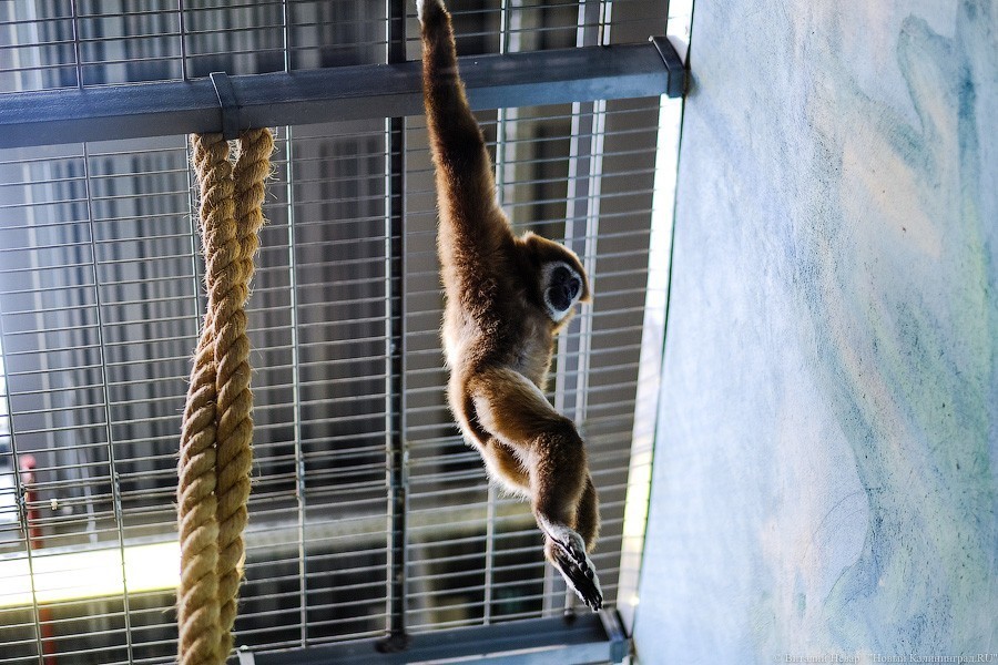 Тыква на обед, а не за билет! Показательное кормление животных в зоопарке (фото)