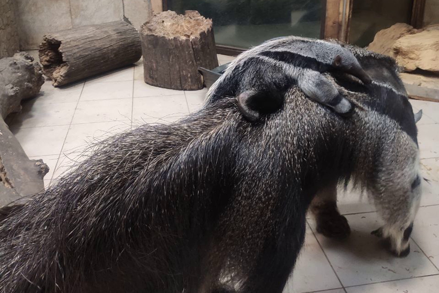 В Калининградском зоопарке родился детёныш гигантского муравьеда (фото) (видео)