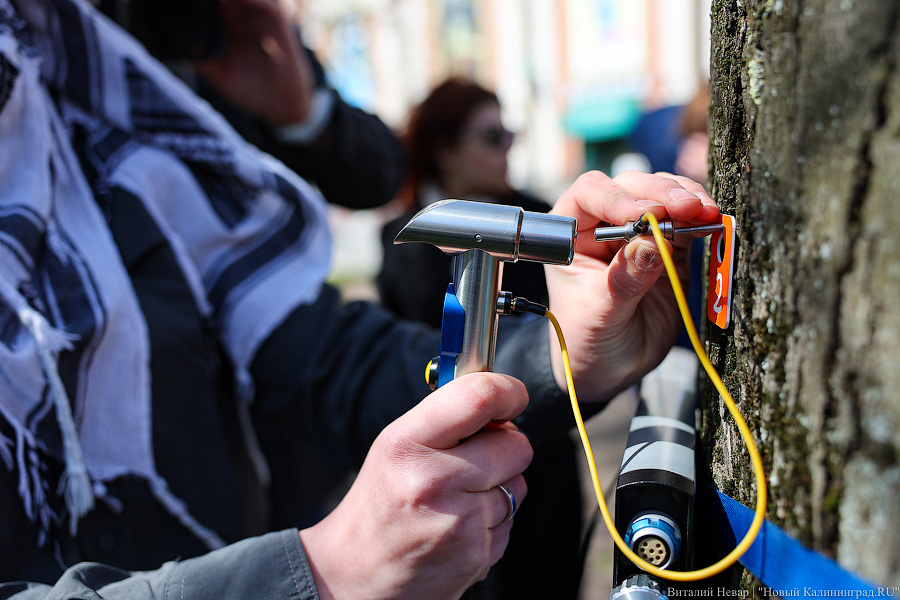 Правило «небуравчика»: власти Калининграда презентовали томограф для деревьев (фото)