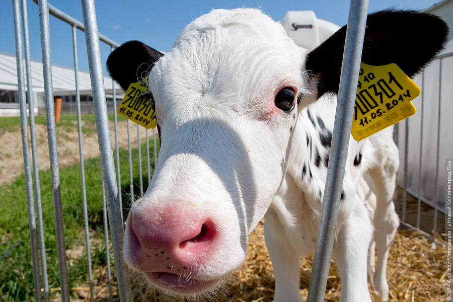Голштино-фризская «карусель»: в Полесском районе открылся новый молочный комплекс (фото)