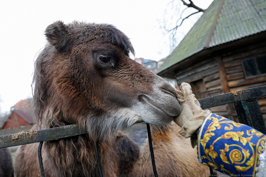 Подарки для зверей: как животных в зоопарке с Новым Годом поздравляли (фото)