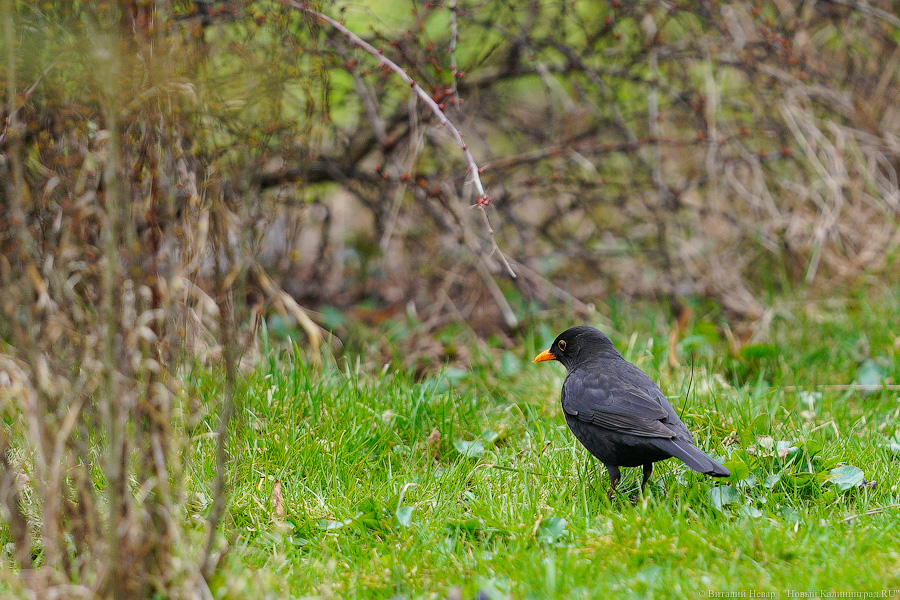 «Репетиция весны»: в Калининграде может потеплеть до +14 градусов уже во вторник