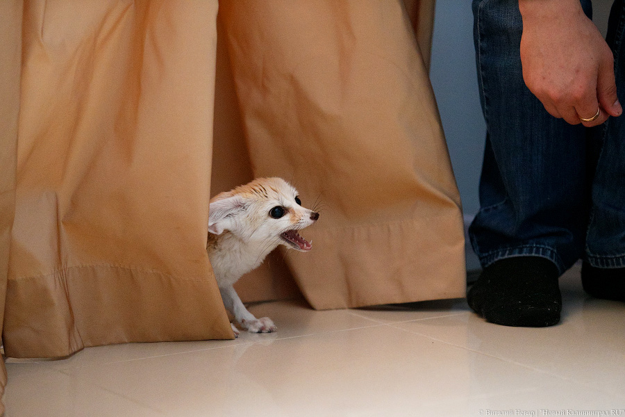 Длинноухое фыр-фыр-фыр: пара фенеков поселилась в Калининграде