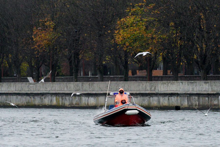 День моржа: как пловцы пытались защитить экосистему Преголи (фото)
