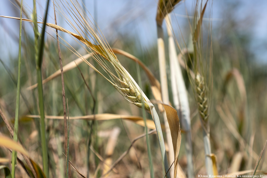 Из Калининградской области в Сербию и ОАЭ экспортировали 28,9 тыс. т пшеницы