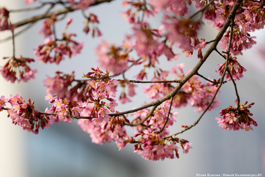 Розовое облако: в Калининграде расцвела сакура (фото)