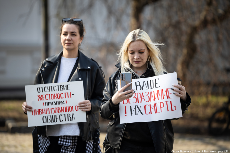 В защиту братьев меньших: в Калининграде прошёл митинг против убийства животных (фото)