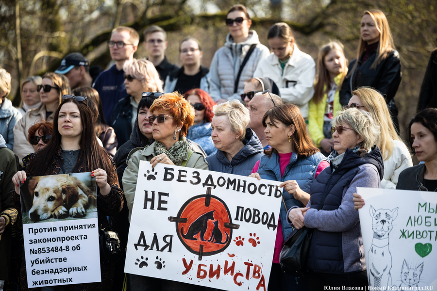 В защиту братьев меньших: в Калининграде прошёл митинг против убийства животных (фото)