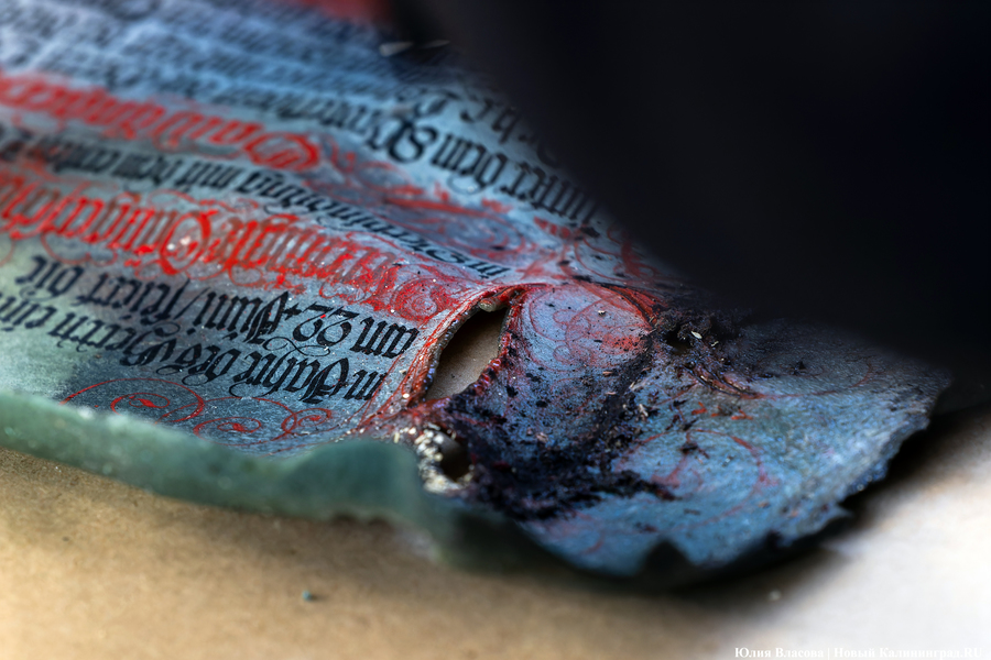 Эхо прошлого: в Калининградском зоопарке извлекли 94-летнюю «капсулу времени» (фото)