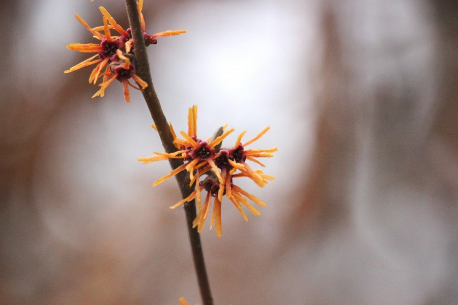 «Волшебный гамамелис»: в Ботаническом саду началось активное цветение (фото)