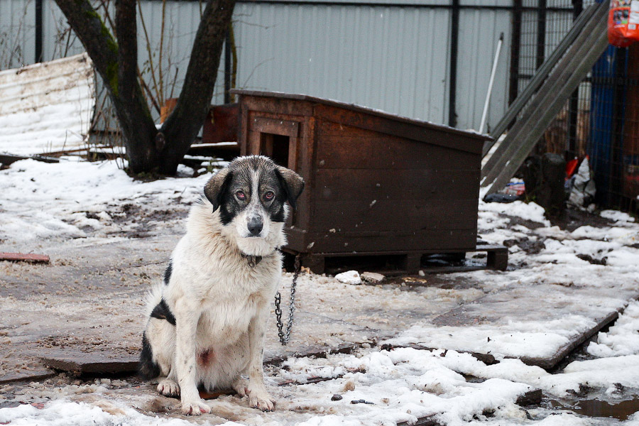 «Некуда девать»: как выглядит изнутри приют для бездомных животных