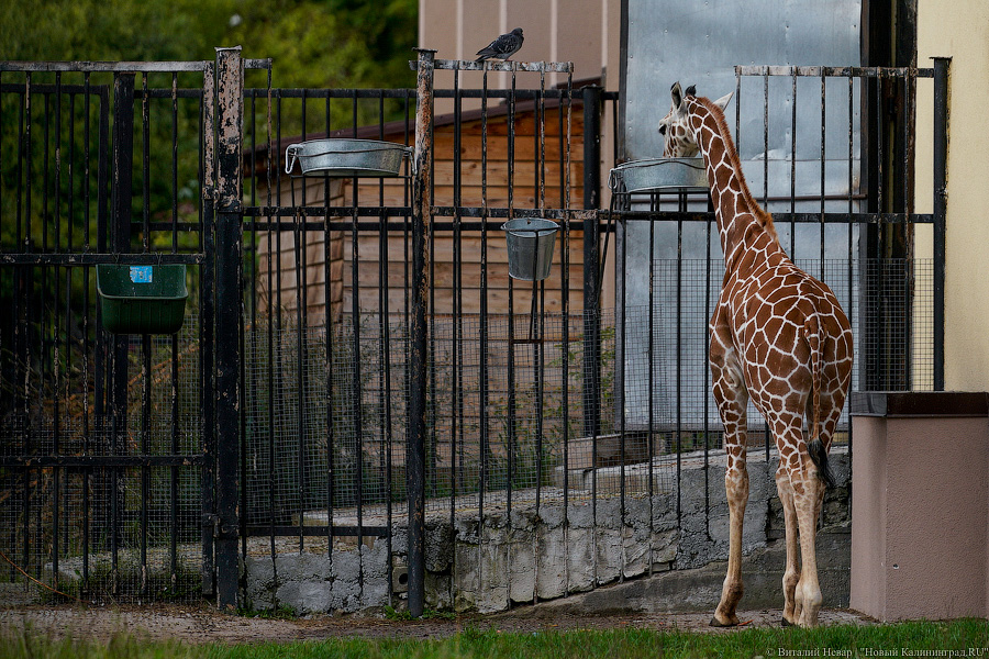 Вот компания какая: Калининградский зоопарк открыл все павильоны для посетителей